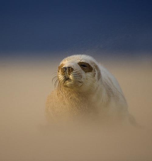 Фотографии диких животных на конкурсе British Wildlife Photography