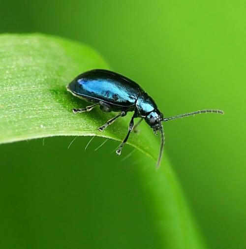 Фотографии диких животных на конкурсе British Wildlife Photography
