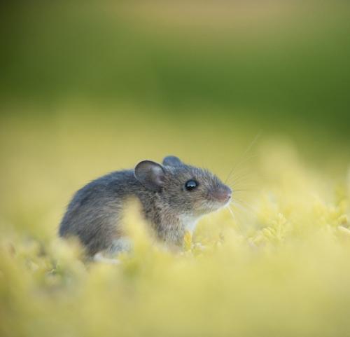 Фотографии диких животных на конкурсе British Wildlife Photography