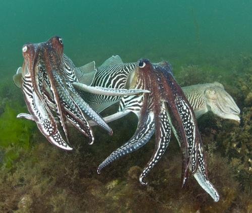 Фотографии диких животных на конкурсе British Wildlife Photography