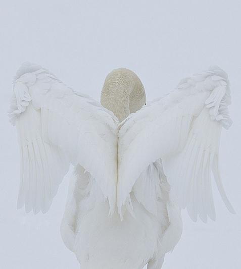 Фотографии диких животных на конкурсе British Wildlife Photography