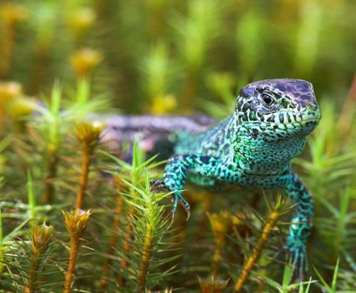 Фотографии диких животных на конкурсе British Wildlife Photography