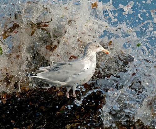 Фотографии диких животных на конкурсе British Wildlife Photography