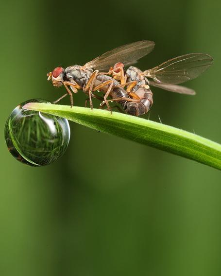 Фотографии диких животных на конкурсе British Wildlife Photography