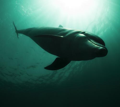 Фотографии диких животных на конкурсе British Wildlife Photography