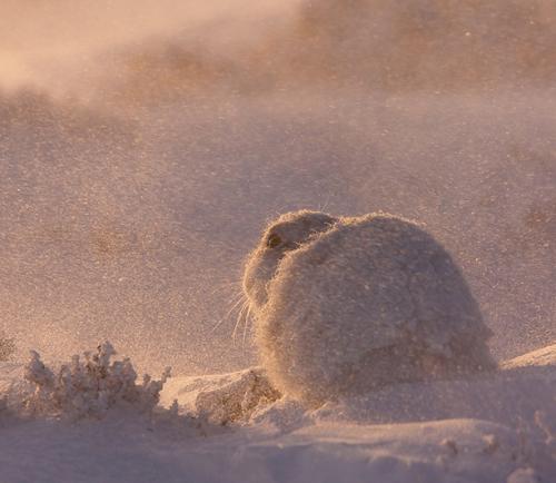 Фотографии диких животных на конкурсе British Wildlife Photography