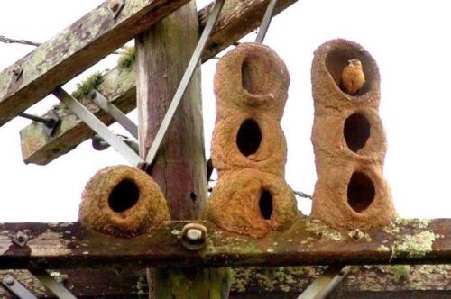 Умопомрочительная архитектура птичьих жилищ
