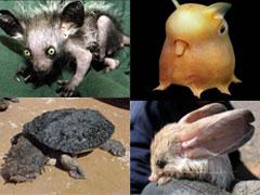 Самые странные животные планеты