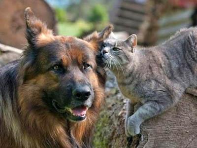 Дружба кота и немецкой овчарки покорила Интернет