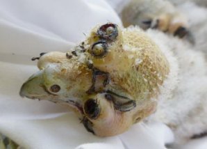 10 самых страшных паразитов, которые могут жить в человеческом теле