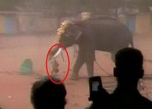 Взбесившийся слон расправился с людьми