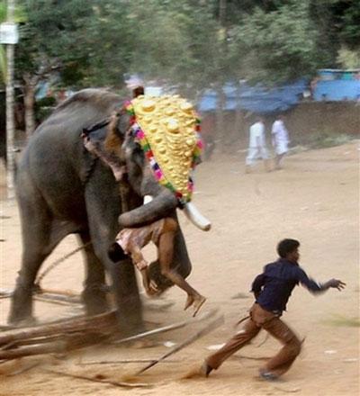 Взбесившийся слон расправился с людьми
