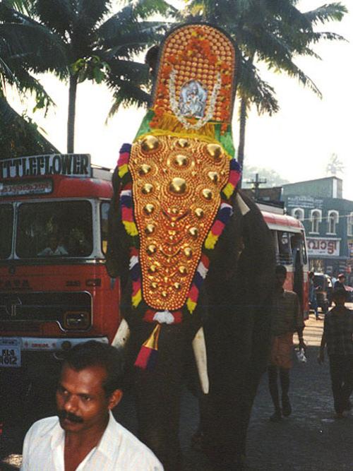 Взбесившийся слон расправился с людьми