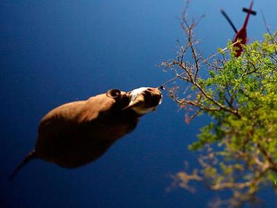 Снимки, которые облетели весь мир и стали хитами в 2012 году. Ч.2