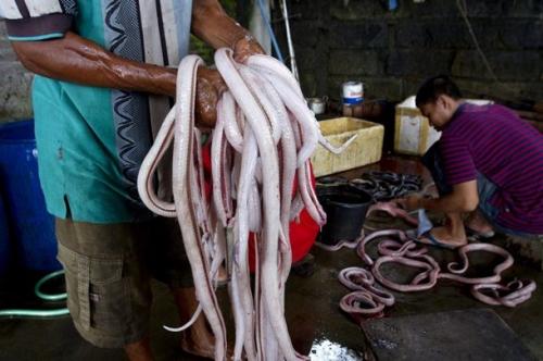 Самые странные и откровенно омерзительные блюда мира