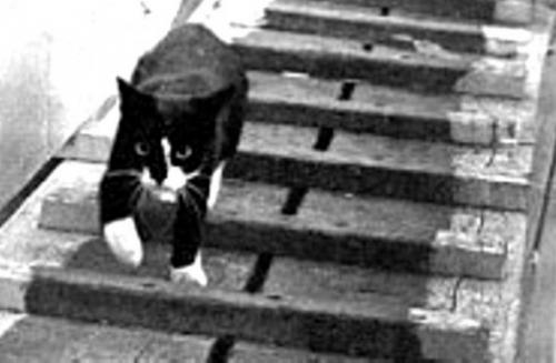 Кот СэмНепотопляемый Сэм был замечательным котом, которому удалось пережить три кораблекрушения во время Второй Мировой войны.