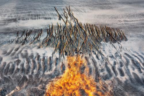 Призеры европейского конкурса фотографий дикой природы 2019