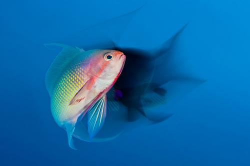 Призеры европейского конкурса фотографий дикой природы 2019