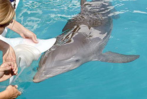 Морскому животному впервые установлен протез