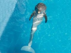 Морскому животному впервые установлен протез