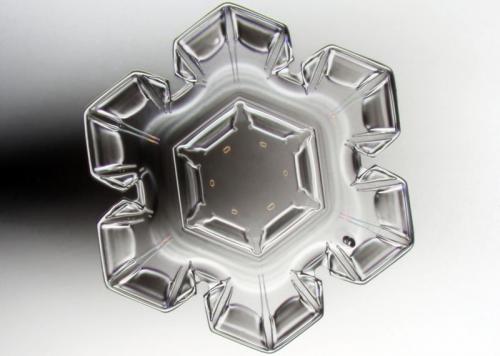 Победители конкурса микрофотографии от Nikon