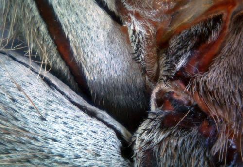 Победители конкурса микрофотографии от Nikon