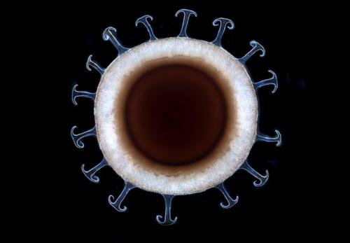 Победители конкурса микрофотографии от Nikon