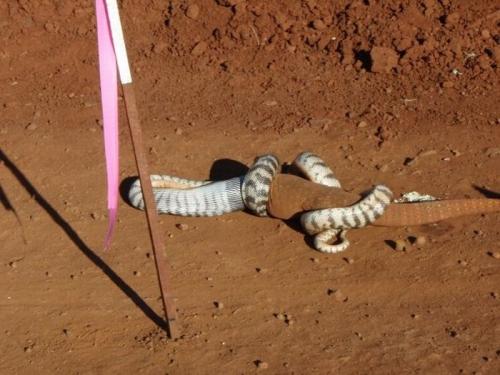 Плотный обед рептилии: змея пообедала вараном