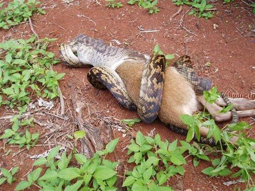 Плотный обед рептилии: змея пообедала вараном