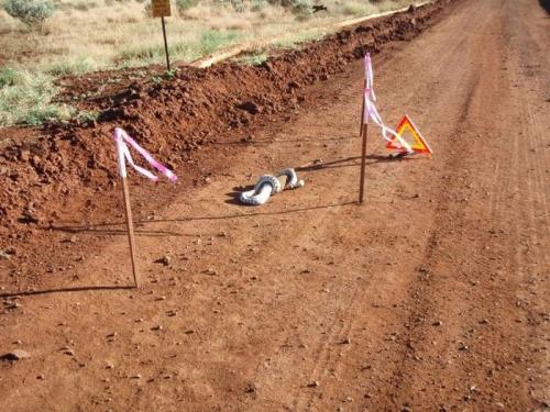 Плотный обед рептилии: змея пообедала вараном