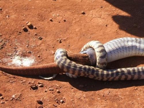 Плотный обед рептилии: змея пообедала вараном