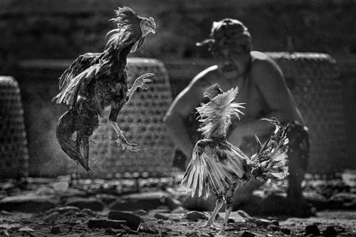 Финалисты фотоконкурса Sony World Photography Awards 2011