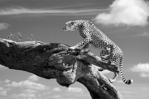 Финалисты фотоконкурса Sony World Photography Awards 2011