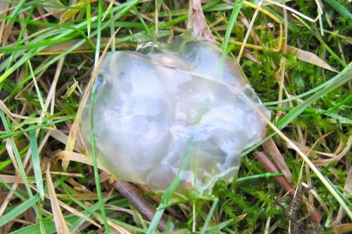 Загадочные явления, которые не поддаются объяснению