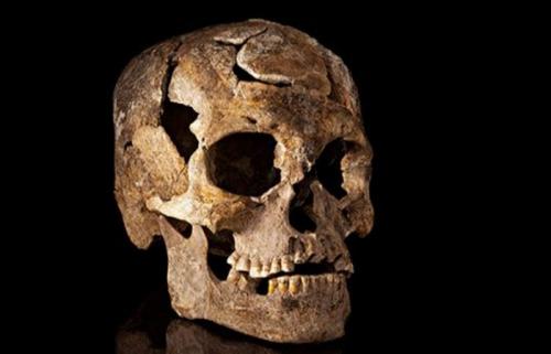10 важнейших черепов для человечества