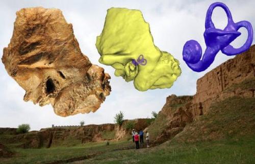 10 важнейших черепов для человечества