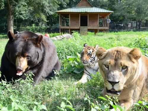 Необычная дружба: лев, медведь и тигр