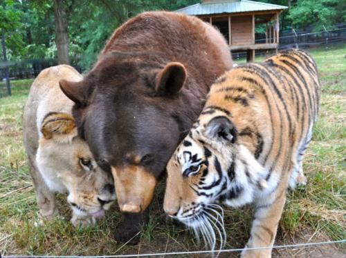 Необычная дружба: лев, медведь и тигр