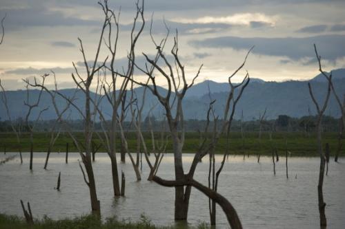 Затонувшие леса мистифицируют человека