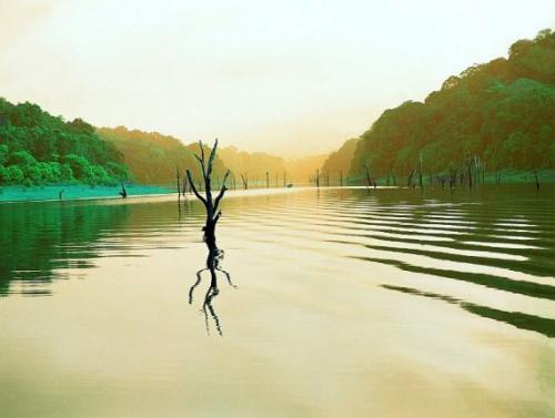 Затонувшие леса мистифицируют человека