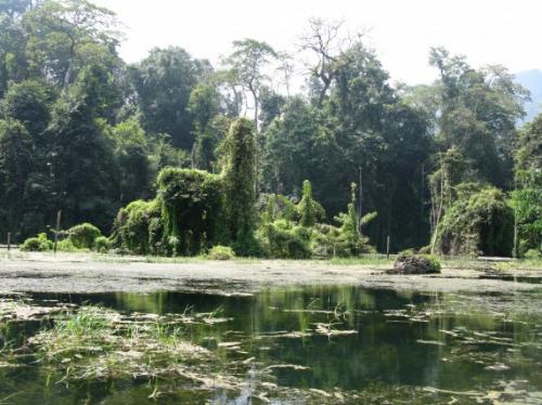 Затонувшие леса мистифицируют человека