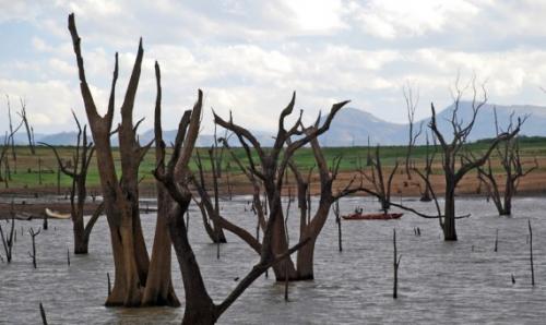 Затонувшие леса мистифицируют человека