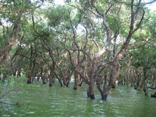 Затонувшие леса мистифицируют человека