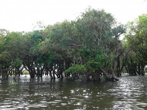 Затонувшие леса мистифицируют человека