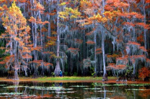 Затонувшие леса мистифицируют человека