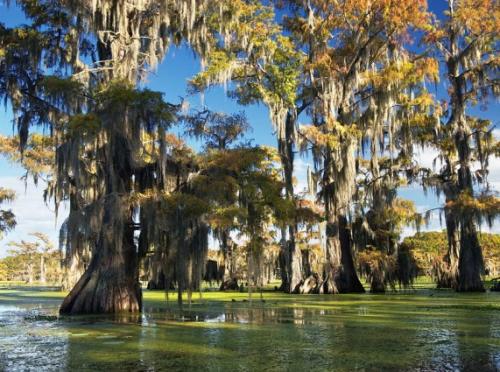 Затонувшие леса мистифицируют человека