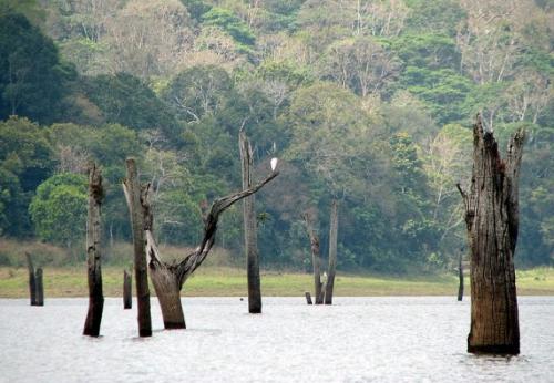 Затонувшие леса мистифицируют человека