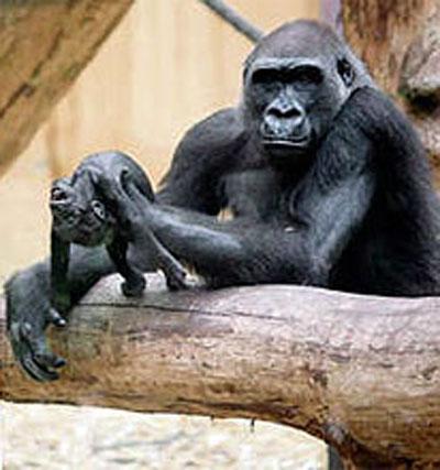 Горилла баюкала своего мёртвого малыша