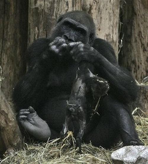 Горилла баюкала своего мёртвого малыша