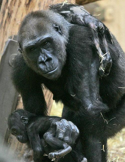 Горилла баюкала своего мёртвого малыша